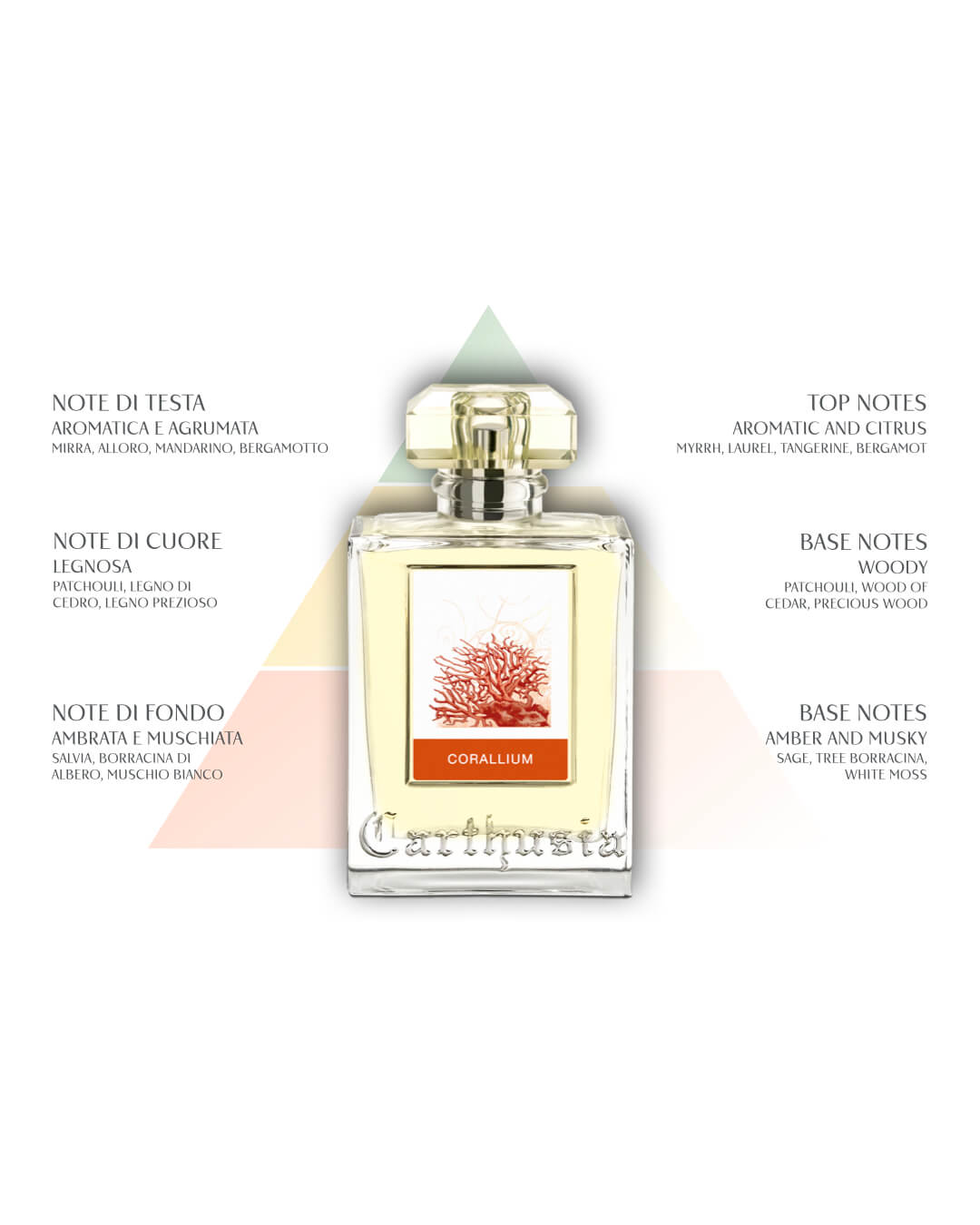 Carthusia: CORALLIUM