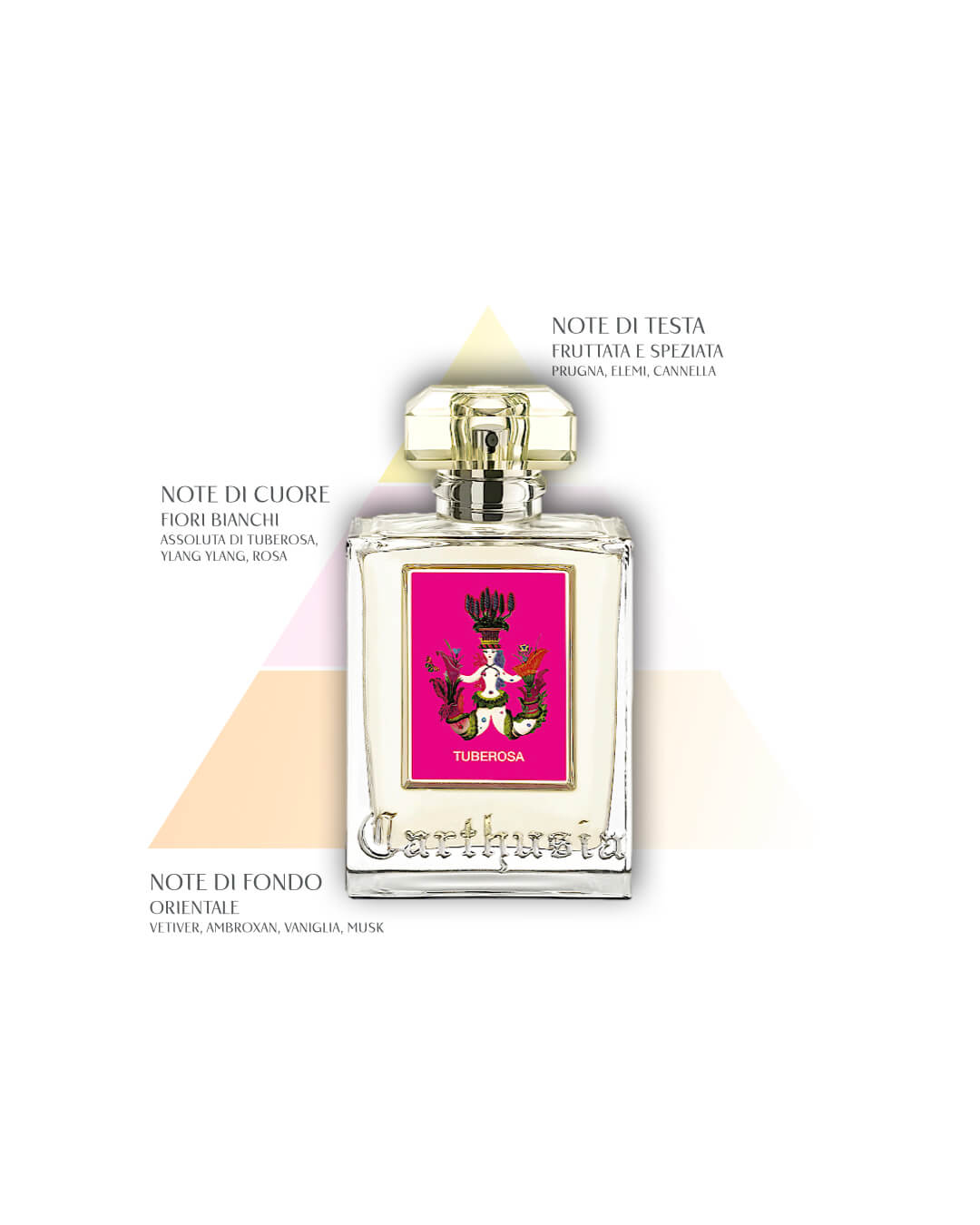 Carthusia: TUBEROSA